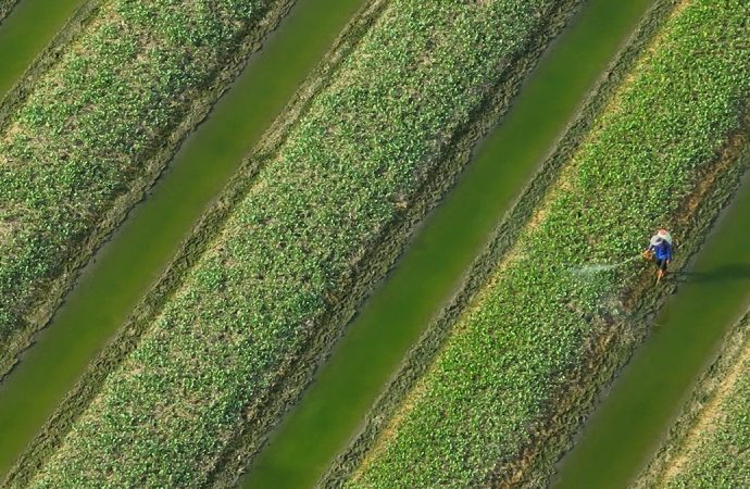 Dünyanın en yararlı sebzesi ama Türkiye’de eve bile sokulmuyor