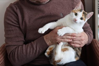 Evlerde içilen sigara evcil hayvanları da pasif içici yapıyor