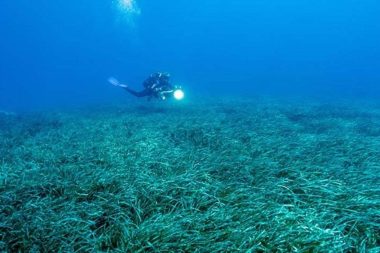 4,5 yıl yemeden içmeden ‘yumurta nöbeti’ tuttu: Yavruları için hayatından vazgeçti