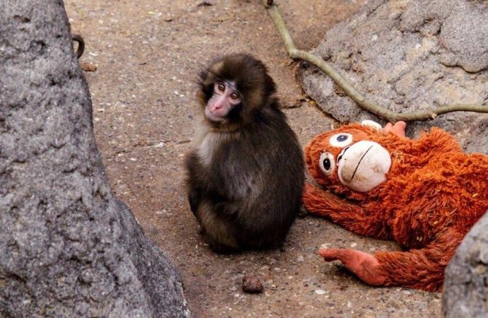 Maymun Punch oyuncağından sıkıldı