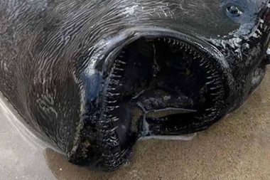 Gören ‘kıyamet habercisi’ dedi: Okyanusun dibinden geldi, adı da tuhaf