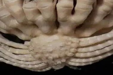 1900 derinlikte keşfedildi: 20 kolu var, çileğe benziyor