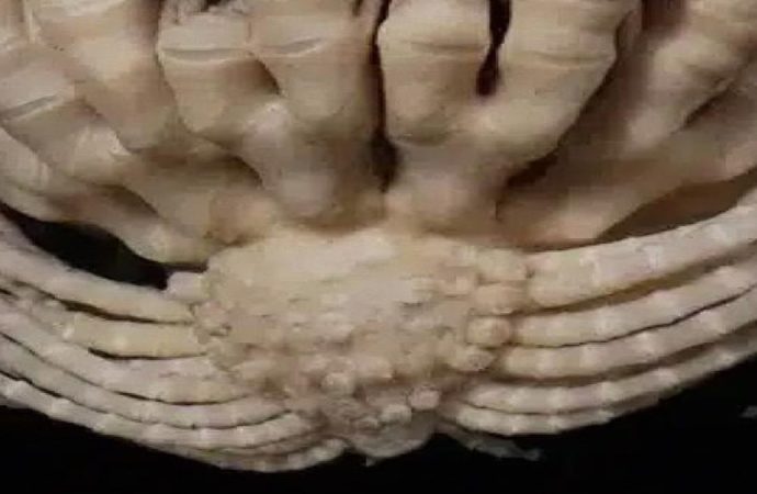 1900 derinlikte keşfedildi: 20 kolu var, çileğe benziyor