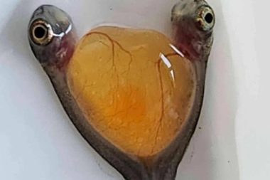 Denizin derinliklerinde bulundu: İki kafalı tek vücutlu balık