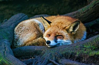 Gemida kaçak yolcu var: Tilki 5 bin 470 kilometre kat edip New York’a gitti