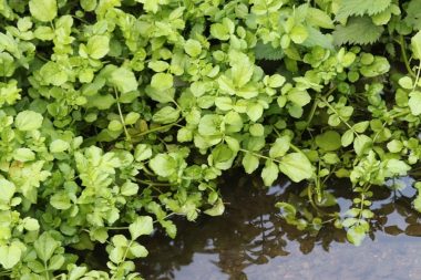 Yabani ot ama faydasını duyan evde yetiştirmeye başlıyor