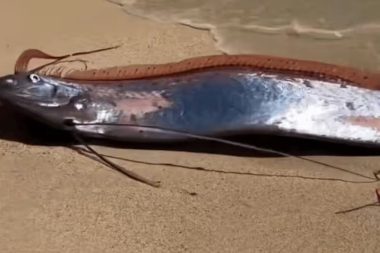 Kıyamet balığı bu yıl üçüncü kez görüldü: Deprem mesajı mı?