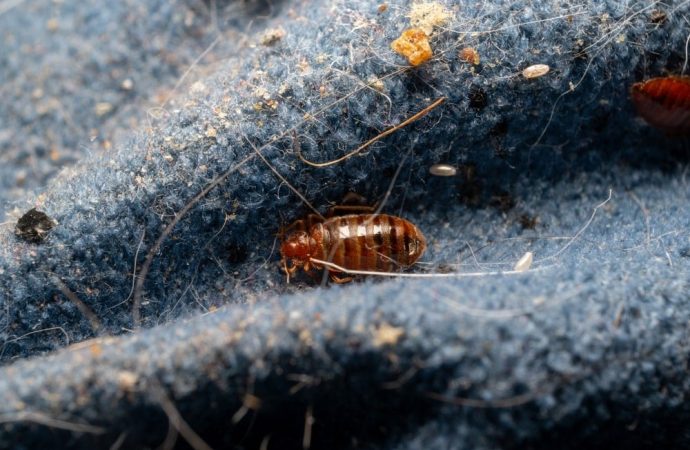 Yanlışlıkla keşfedildi ama o böcekleri hayatınızdan çıkaracak