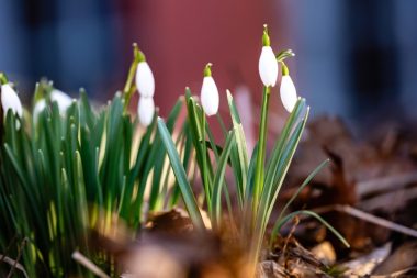 Bu çiçeği koparan servet gibi ceza ödeyecek