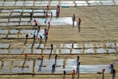 Taklamakan Çölü’nü yeşil çemberin içine hapsettiler