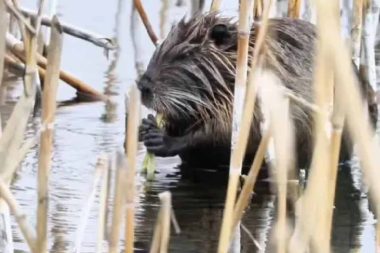 ‘Esrarengiz fare’: Su maymunu Ağrı Dağı eteklerinde görüntülendi