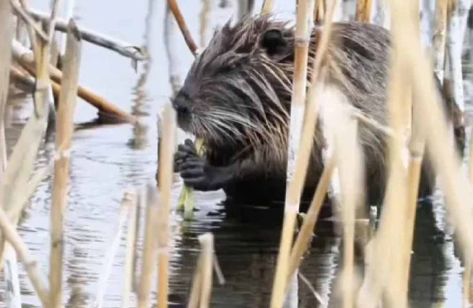 ‘Esrarengiz fare’: Su maymunu Ağrı Dağı eteklerinde görüntülendi