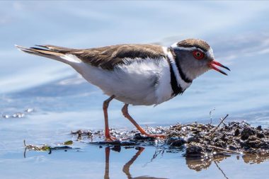“Takkeli cılıbıt” kuşu ülkemizi şereflendirdi