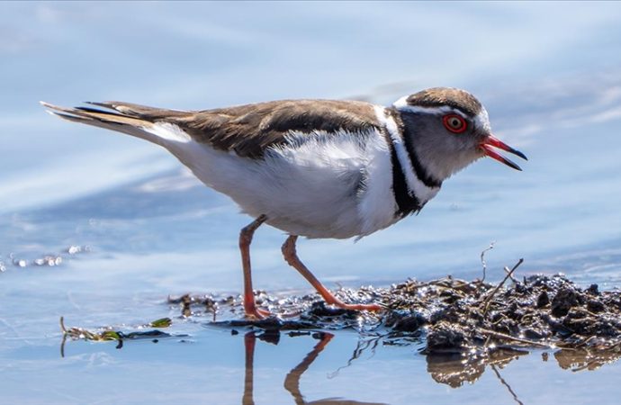 “Takkeli cılıbıt” kuşu ülkemizi şereflendirdi