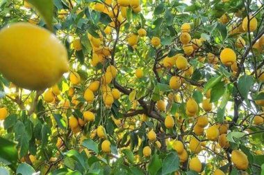 Limonda üretici fiyatı bir yılda yüzde 410 arttı