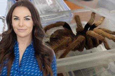 Kiracısının üstüne canlı tarantula attı