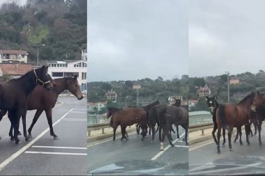 Yılkı atları Beykoz’da trafiği durdurdu