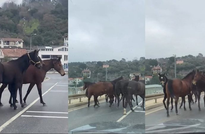 Yılkı atları Beykoz’da trafiği durdurdu