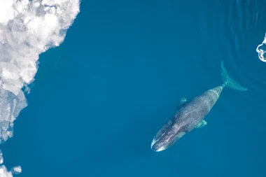 Uzun yaşamın şifresi okyanustan geldi: İnsan ömrü 200 yıla çıkabilir