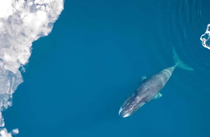 Uzun yaşamın şifresi okyanustan geldi: İnsan ömrü 200 yıla çıkabilir