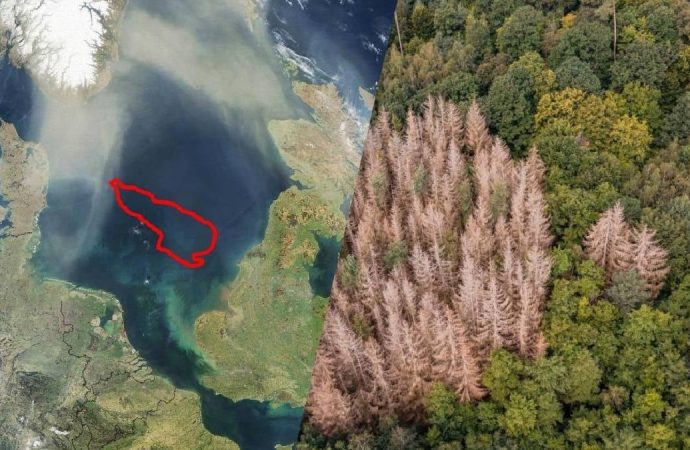 Doggerland ormanı: Buzulların altında ‘ceviz’ ağaçları bulundu