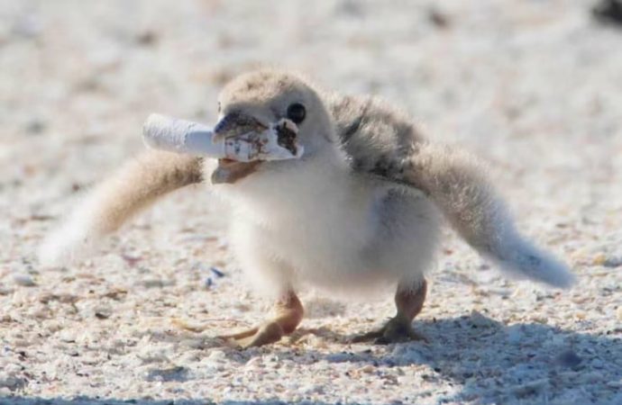 Kim demiş alet kullanan tek canlı insan diye: Bazı kuşlar parazitsavar olarak onu kullanıyor