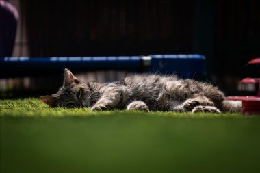 TBMM’de ‘Kedi yaşam ve oyun alanı’ açıldı: İki de bakıcıları var