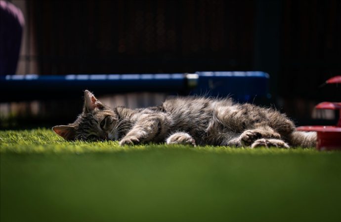 TBMM’de ‘Kedi yaşam ve oyun alanı’ açıldı: İki de bakıcıları var