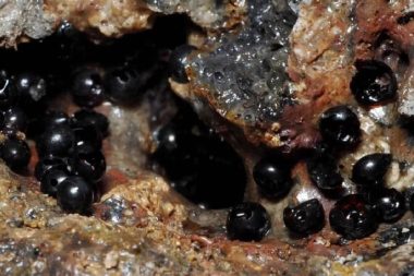 Denizin 6200 metre derinliğinde bilinmeyen bir canlı türü bulundu