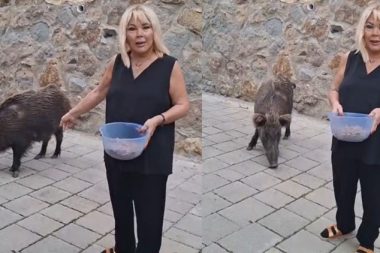 Safiye Soyman kapısına gelen domuzu elleriyle besledi