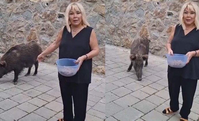 Safiye Soyman kapısına gelen domuzu elleriyle besledi