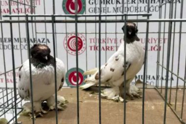 Sınırda kaçak hayvan operasyonu: Minibüsten iki alpaka, onlarca kuş çıktı