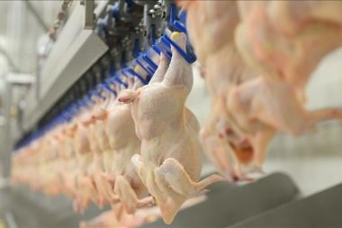 40 yıllık Lades tavuk icradan satılıyor