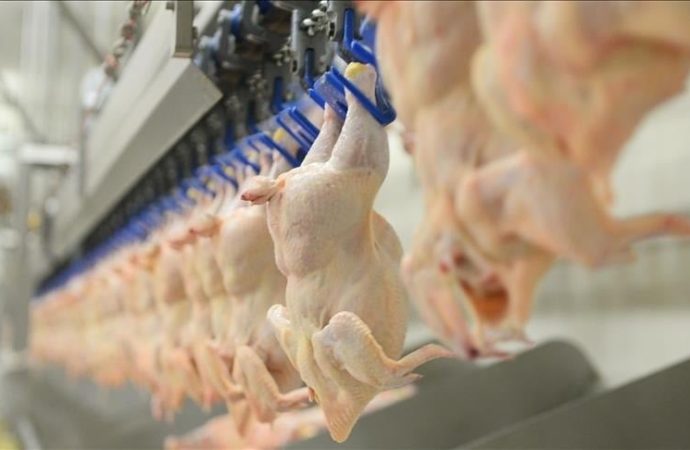 40 yıllık Lades tavuk icradan satılıyor