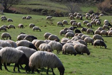 Hayvancılıkta devrim: Sürüleri yapay zeka tasmasıyla yönetiyor