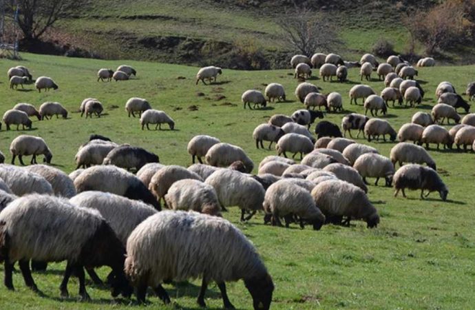 Hayvancılıkta devrim: Sürüleri yapay zeka tasmasıyla yönetiyor