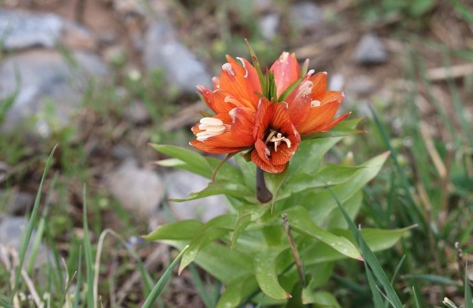 O lale açmaya başladı: Koparan servet ödeyecek