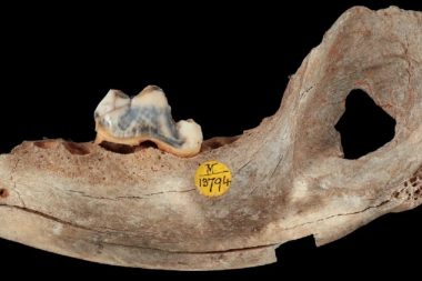 İlk evcil köpek Karaman’da bulundu: 16 bin yıl önce evcilleştirilmiş