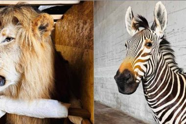 Afrika’nın bütün yaban hayatını taşımışlar: Kaçakçılık Trabzon’da ortaya çıktı