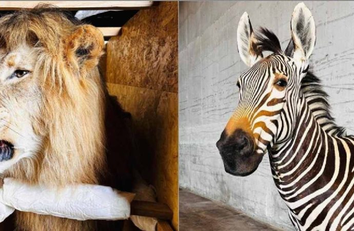 Afrika’nın bütün yaban hayatını taşımışlar: Kaçakçılık Trabzon’da ortaya çıktı