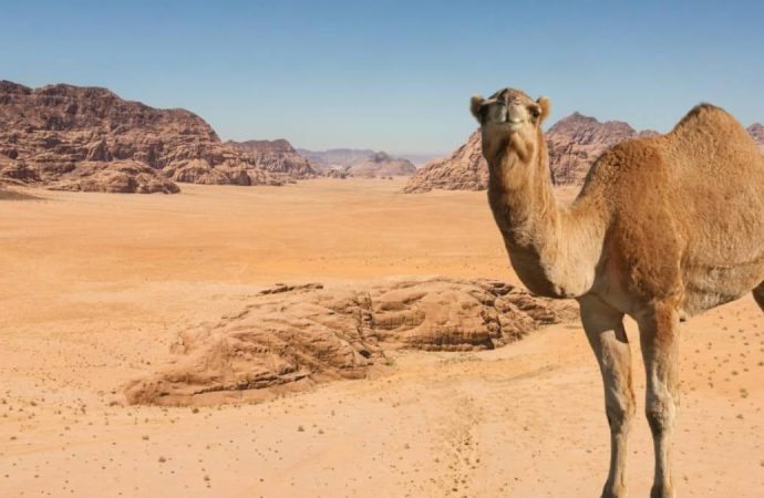 10 bin yıllık dev keşif: Çölün altında antik kent bulundu