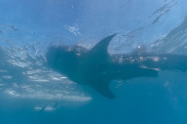 Avcıların 40 yılllık rüyası 300 kiloluk balığı onlar yakaladı: Çip takıp denize bıraktılar