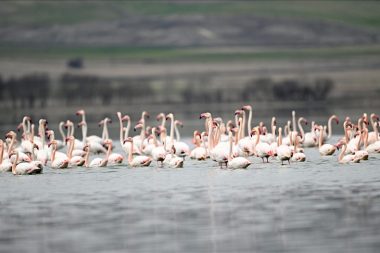 Tuzla Palas Gölü’nde yıllar sonra yeniden ‘allı turna’ sesi duyuldu