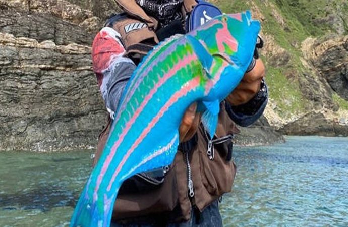 Renkleri neon lambanınki gibi: Bu balık gerçekten balık mı