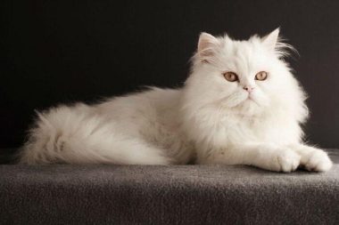 Geciktirilmiş Huzursuzluk