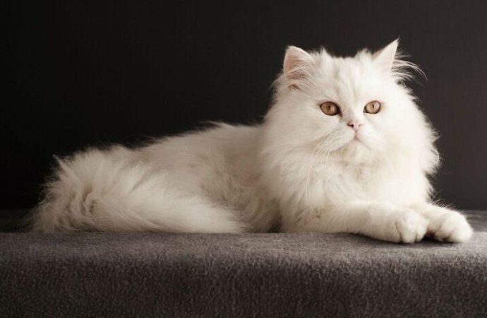 Geciktirilmiş Huzursuzluk