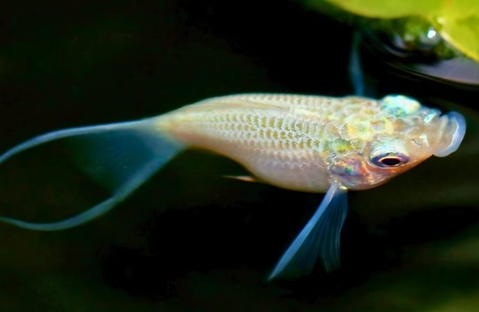 Bu balıkların hepsi dişi: 100 bin yıldır erkek olmadan ürüyorlar