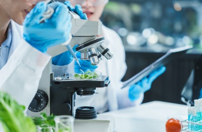 Küstüm otu mucizesi: Beyni yok ama çalışa çalışa öğreniyor