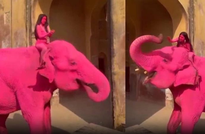 65 yaşındaki fil magazin kurbanı oldu: Pembeye boyadılar, kahrından öldü