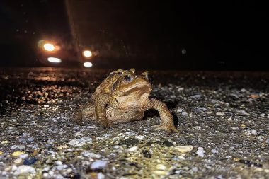 Beş bin yıl önceki çömlekte tasviri var: Kurbağaların üreme göçü başladı
